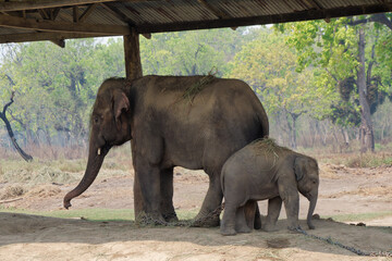Elephant family in the Elephant Breeding Center at Chitwan National Park in Nepal  © Eleseus