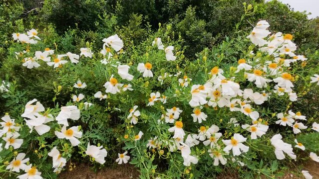 Overlook of flowering Matilija poppies. Walking around lush Matilija poppies shrub with many white flowers. Flowers of California tree poppy in full bloom with bees flying around.