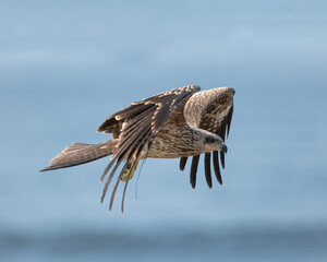 Majestic Black Kite Soaring in the Sky