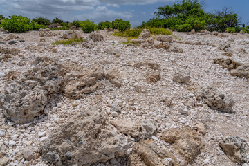 Coral fossils / reef deposits / Limestone at Ko Olina Beach Park, Leeward Coast of Oahu, Honolulu,...