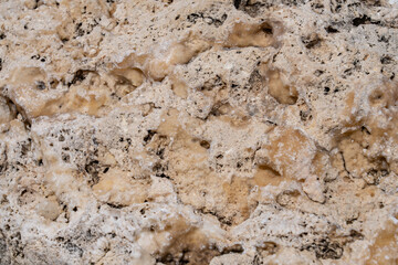 Coral fossils / reef deposits / Limestone at Ko Olina Beach Park, Leeward Coast of Oahu, Honolulu, Hawaii geology.  mineralization 