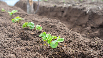 Young strawberries have been transplanted to a new place in the order of crop rotation. Strawberry cultivation. The rise in prices for growing strawberries. Growing strawberries in the country.