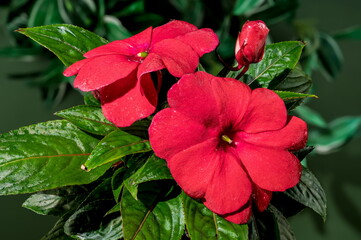 Obraz premium Blooming red impatiens hawkeri flowers on a green background