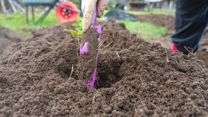 Transplanting strawberry bushes in close-up. Gardener's tools on the background. The rise in prices...