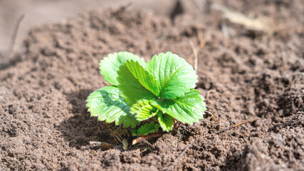 Young strawberries have been transplanted to a new place in the order of crop rotation. Strawberry cultivation. The rise in prices for growing strawberries. Growing strawberries in the country.