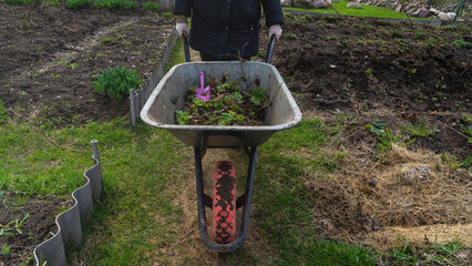 strawberry cultivation. The rise in prices for growing strawberries. Growing strawberries in the...