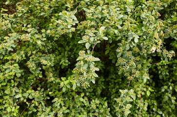 Unripe bush of flowers Spiraea Vanhouttei at park. Beautiful ornamental plant in spring