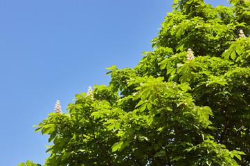 Branch chestnut against the background of lush green leaves, closeup.  Flowers of chestnuts tree in spring time. Selective focus, blurred background