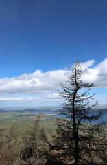 Spring larch (Latin: Larix) against the background of blue sky, clouds and lakes.