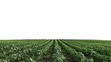 Photograph of a legume field stretching towards the horizon, its rows of plants swaying gently in the breeze against