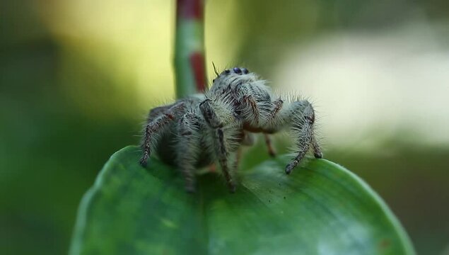 A Jumping Spider hyllus semicupreus relaxing on a leaf, footage, wildlife video, insects.