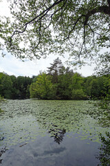 Kesselbruchweiher bei Frankfurt