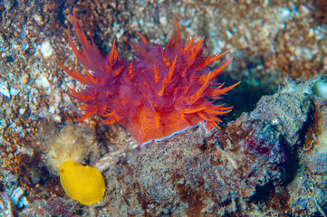 rainbow nudibranch and yellow-gilled sea goddess nudibranch 