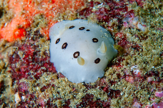 San Diego Dorid Feeds On Sponges