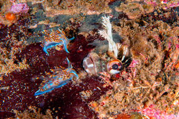 yellowfin fringehead approached by two  opalescent nudibranchs