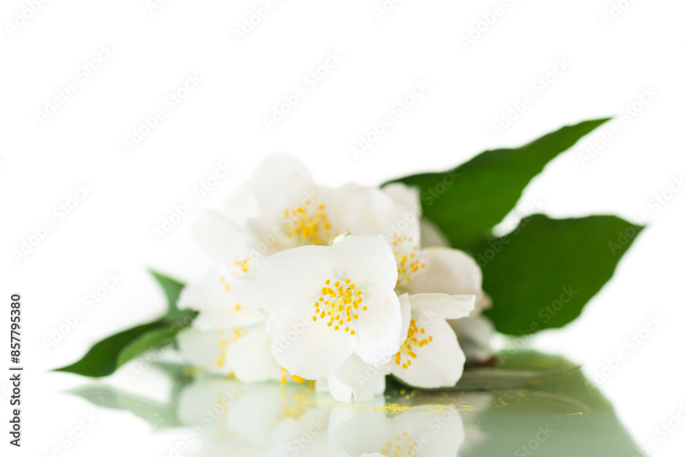 Sticker blooming jasmine flowers, isolated on white background