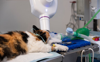 An x-ray of a cat's tooth is taken under anesthesia in a veterinary clinic. The owners of a pet with a toothache turned to a veterinary clinic for dental treatment