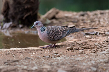 Spotted dove bird resting  in the foliage