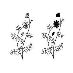 Linear sketch, silhouette of a plant, meadow grass, wildflowers, dried flowers. Vector graphics.