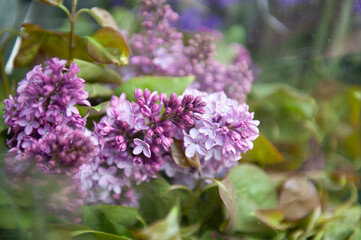 lilac