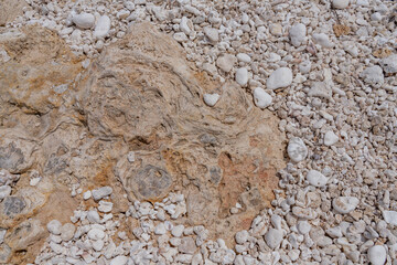 Coral fossils / reef deposits / Limestone at Ko Olina Beach Park, Leeward Coast of Oahu, Honolulu, Hawaii geology.