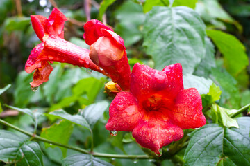 Campsis flower close-up. A large red flower with raindrops.