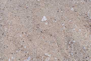 Coral fossils / reef deposits / Limestone at Ko Olina Beach Park, Leeward Coast of Oahu, Honolulu, Hawaii geology.