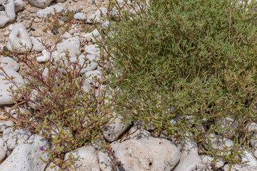 Sesuvium portulacastrum is a sprawling perennial herb in the family Aizoaceae, shoreline purslane, dampalit, Coral fossils / reef deposits / Limestone at Ko Olina Beach Park, Leeward Coast of Oahu, 