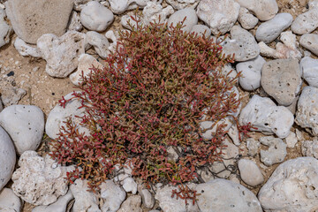 Sesuvium portulacastrum is a sprawling perennial herb in the family Aizoaceae, shoreline purslane, dampalit, Coral fossils / reef deposits / Limestone at Ko Olina Beach Park, Leeward Coast of Oahu, 