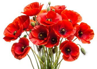 Obraz premium Stunning Bouquet Of Red Poppies Isolated On White Background.