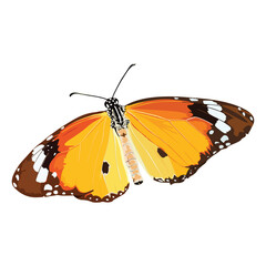Monarch butterfly isolated graphic illustrated on white background