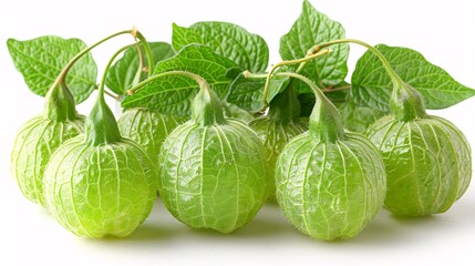 Fresh immature physalis fruit on a blank backdrop. Professional image.