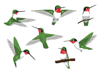 Ruby-Throated Hummingbird Bird Poses Vector Illustration © bullet_chained