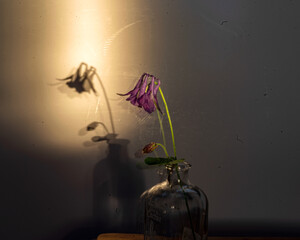 Still life with a flower, quiet shadows in the background, soft evening light