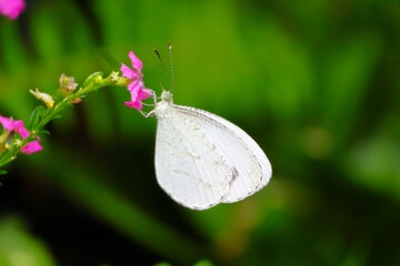 花のミツを吸うクロテンシロチョウ (伊丹市昆虫館)