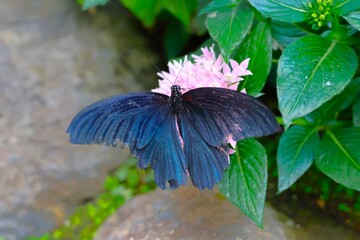 花のミツを吸うナガサキアゲハ (伊丹市昆虫館)