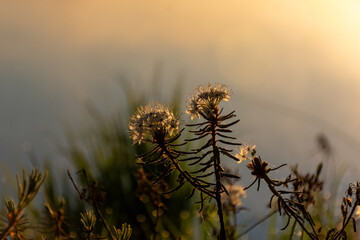 Ledum palustre, the plant is poisonous, evergreen, often common in mossy swamps and swampy pine forests, sunrise by a swamp lake, foggy background