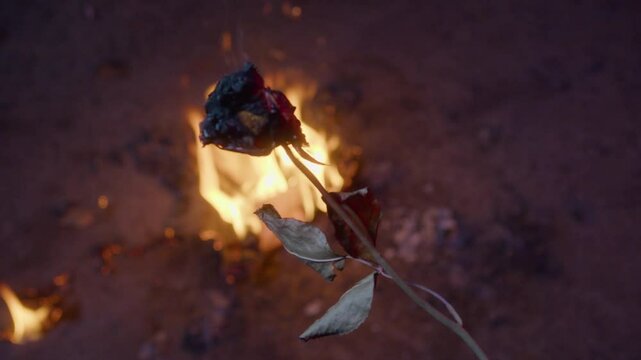 Symbolic rose on fire concept
