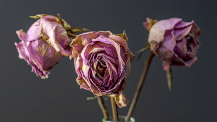 photo of a dry, withered pink rose, distinct petal texture