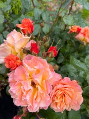 Close up of beautiful rose bush of flowers the apricot peach pink colour roses home in full bloom grow in organic English country nature garden in Summer with lush green healthy bush green leaves