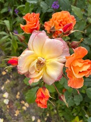 Close up of beautiful rose bush of flowers the apricot peach pink colour roses home in full bloom grow in organic English country nature garden in Summer with lush green healthy bush green leaves
