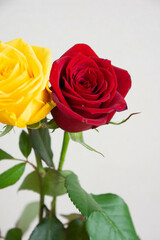 黄色と赤のばら