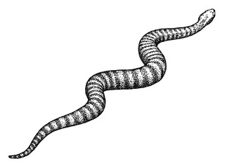 Vintage engraving isolated snake set illustration serpent ink sketch. Reptile asp background viper silhouette cobra art. Black and white hand drawn image