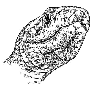 Vintage engraving isolated snake set illustration serpent ink sketch. Reptile asp background viper silhouette cobra art. Black and white hand drawn image