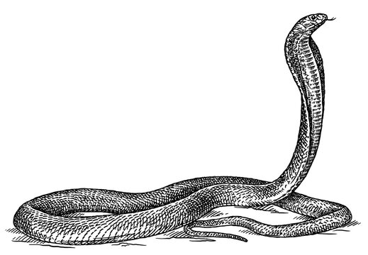 Vintage engraving isolated snake set illustration serpent ink sketch. Reptile asp background viper silhouette cobra art. Black and white hand drawn image