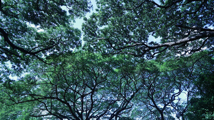 Branches with green leaves of a large tree. Green leaf covered background provides natural shade of sunny tropical forest in bottom view on sky background with selective focus.