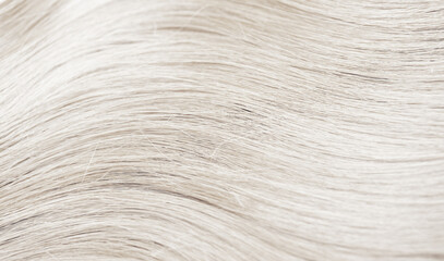 Blond hair close-up as a background. Women's long blonde hair. Beautifully styled wavy shiny curls....
