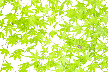 European tree frog among maple leaves on white background (Hyla arborea)