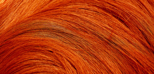 Red hair close-up as a background. Women's long orange hair. Beautifully styled wavy shiny curls. Hair coloring bright shades. Hairdressing procedures, extension.