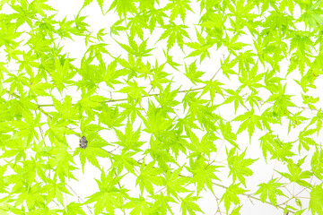Fototapeta premium Among maple leaves, European tree frog on white background (Hyla arborea)